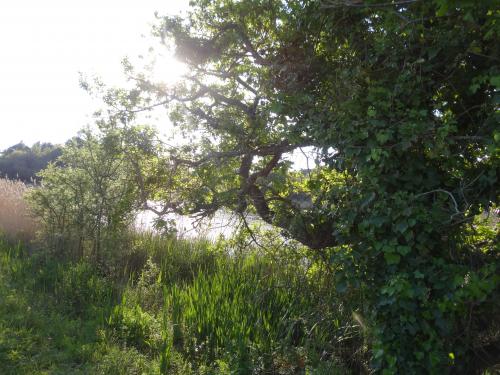 Du coté de chez moi, quand la nature se réveille autour de l'étang de Brandu