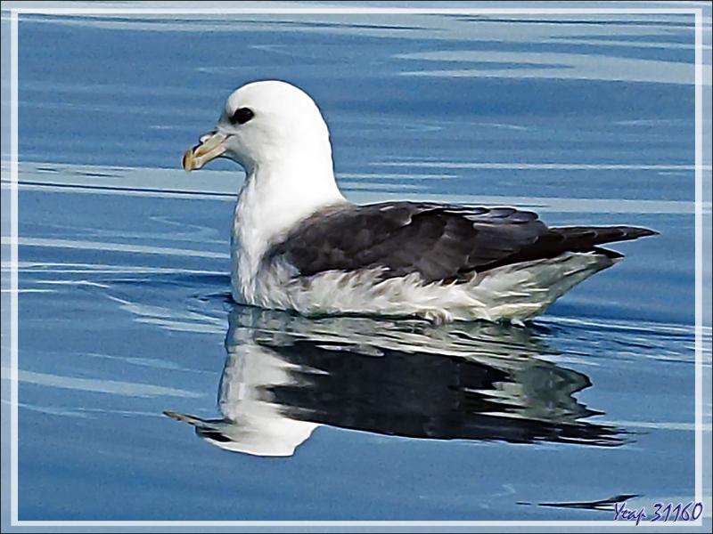 Le repos et l'envol du Fulmar boréal - Baie de Disko - Groenland