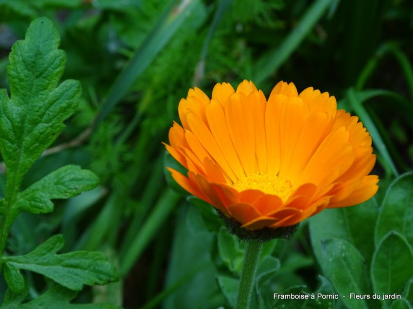 Le printemps au jardin 