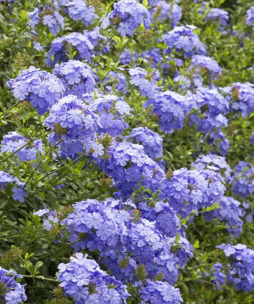 Fleurs cultivées : Plumbago