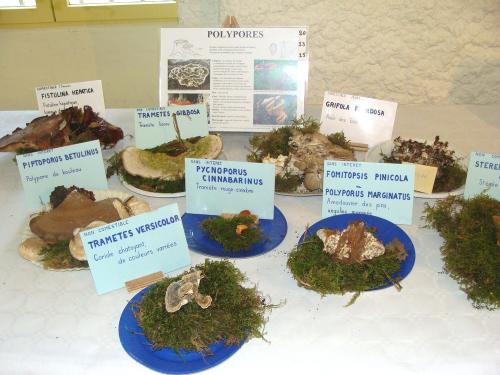 L'exposition mycologique à Châtillon sur Seine
