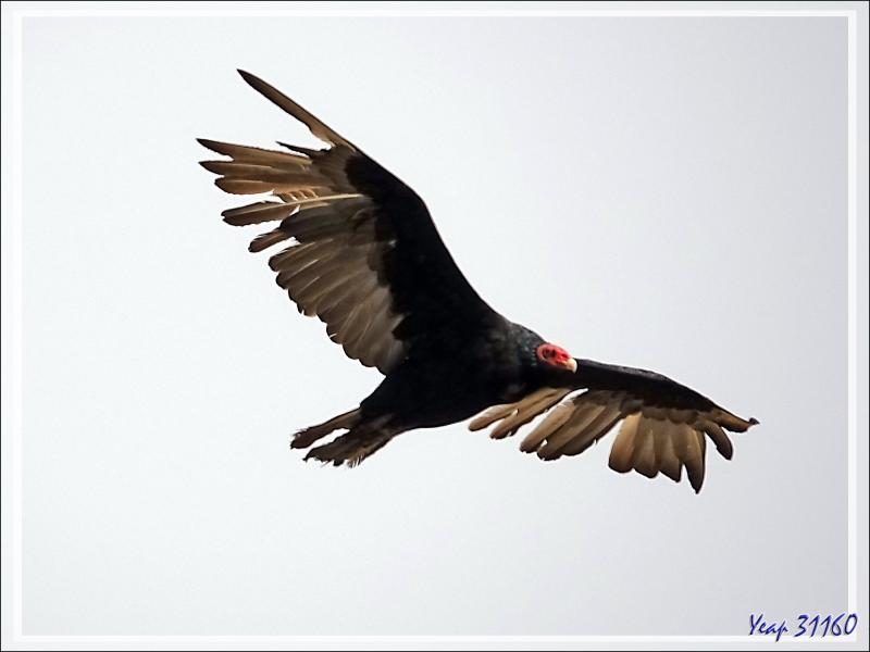 Le vieux "croque-mort" et son jeune apprenti : Vautours Urubus à tête rouge, Turkey Vulture (Cathartes aura) - The Neck - Saunders Island - Falkland (Malvinas, Malouines) - Grande-Bretagne
