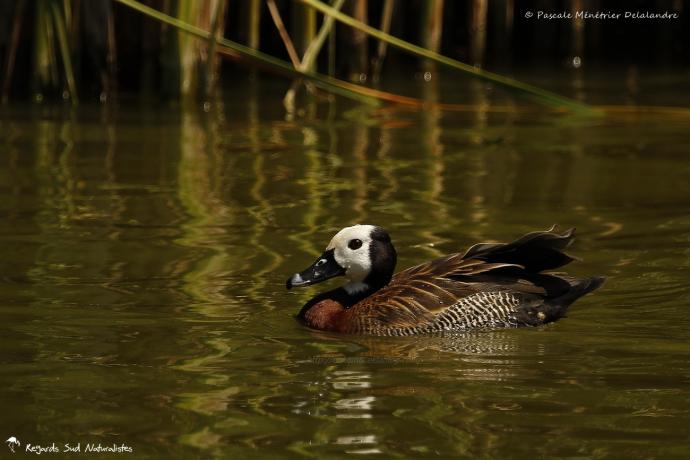 Dendrocygne veuf
