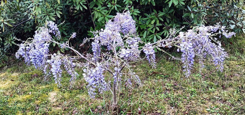 Mon amour de glycine - avril 2022...