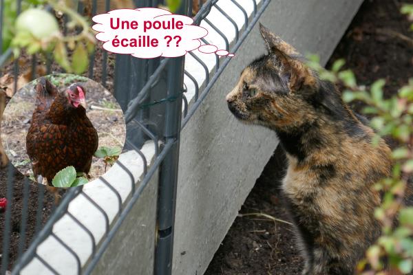 Copains de vacances