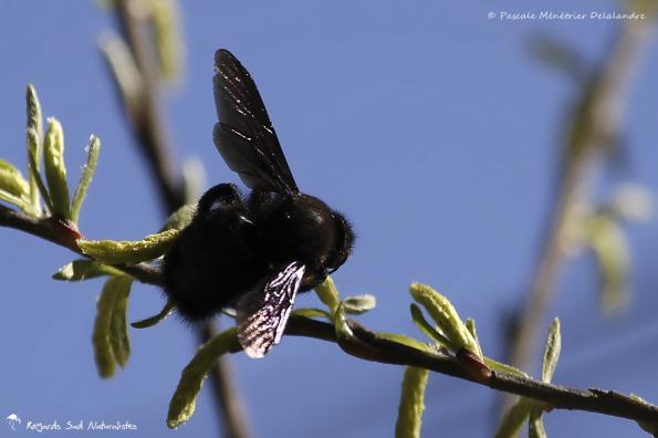 Xylocope ou Abeille charpentière
