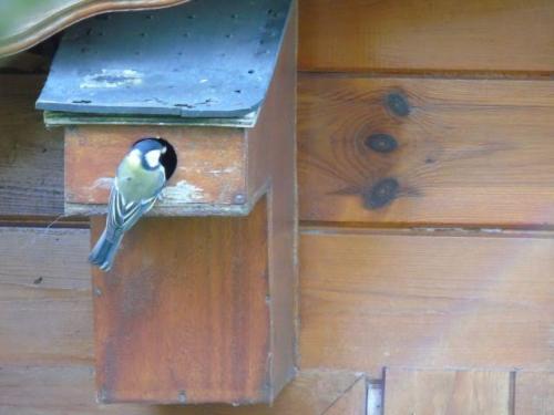Au jardin de Thérèse