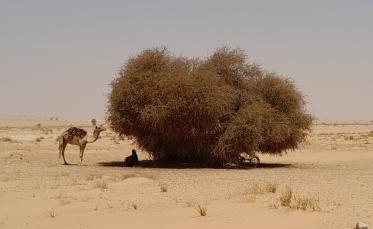 Depuis Essaouira le retour