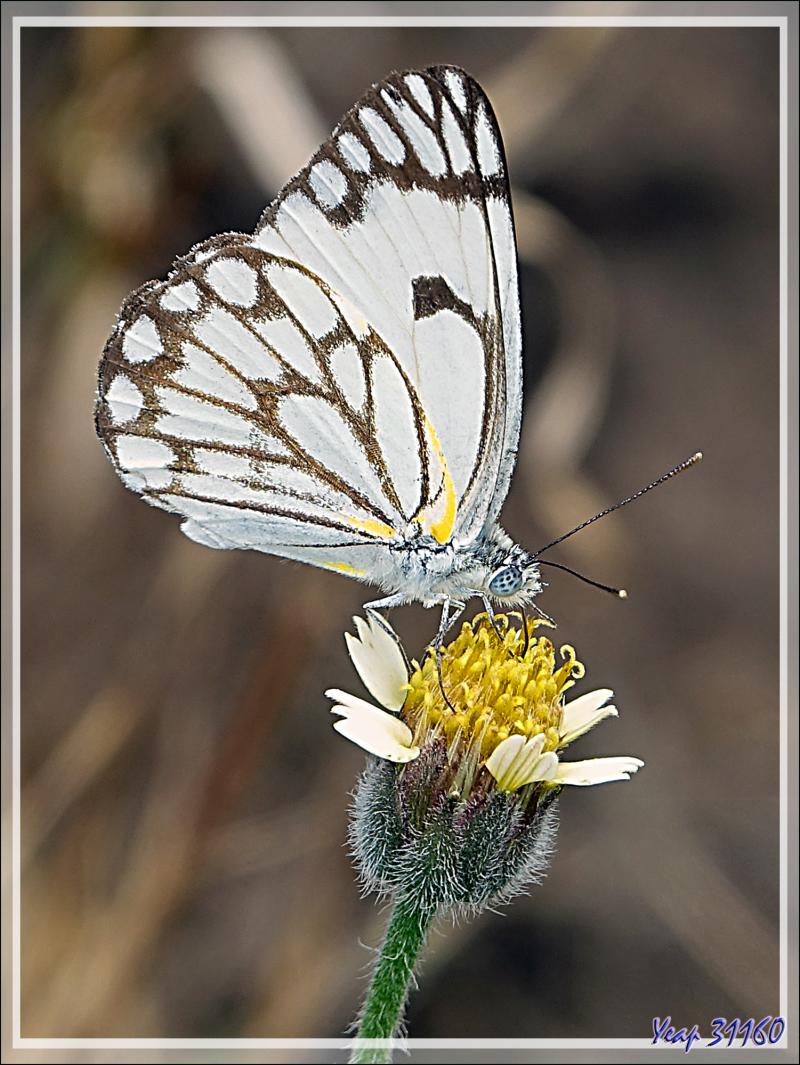 Papillon Pioneer white, African caper white (Belenois aurota) version saison sèche - Victoria Falls - Zimbabwe