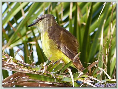 Tyran de Wied (Myiarchus tyrannulus) ??? - Montevideo - Uruguay