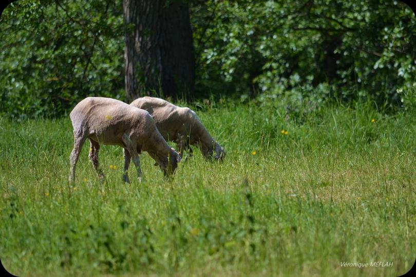 Rambouillet : Mérinos, Mérinos !