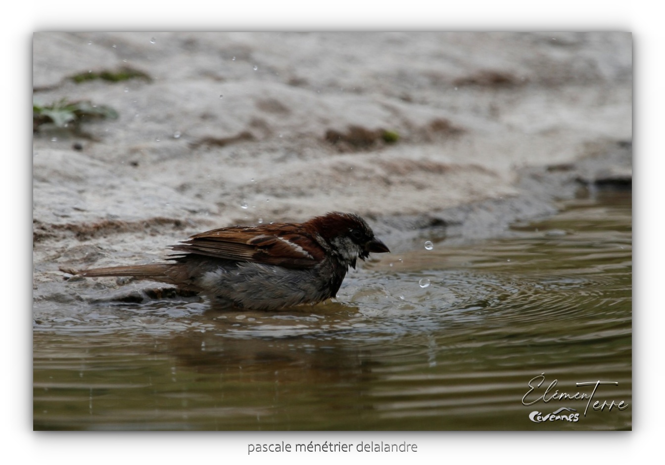Moineaux domestiques
