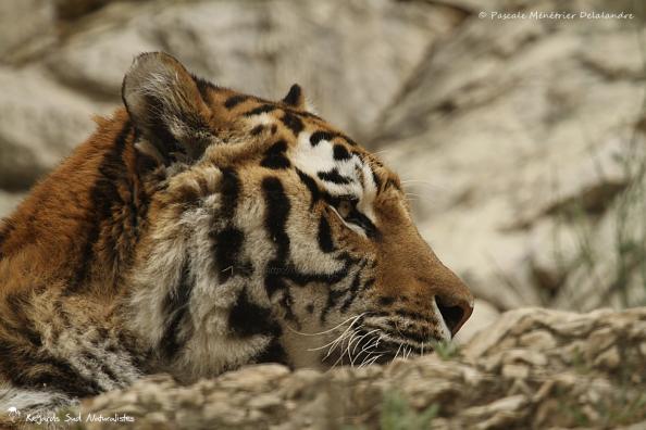 Le tigre aux yeux bicolore...