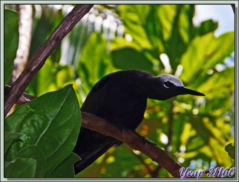 Tu veux ma photo ? - Île aux Oiseaux : Motu Puarua - Tikehau - Tuamotu - Polynésie française