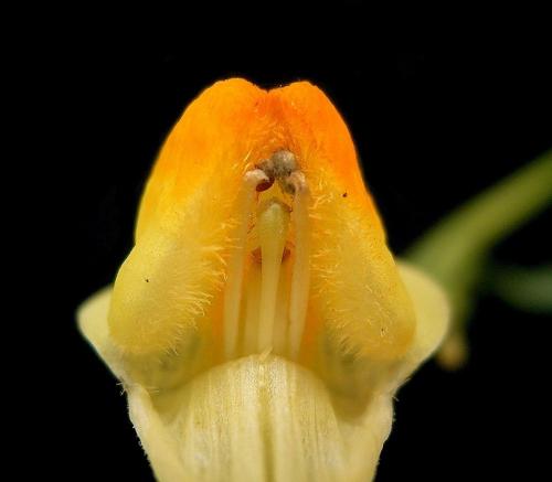 Fleurs cultivées : Linaires