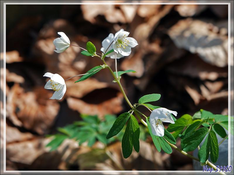 Populage des marais, Caltha des marais, Souci d'eau (Caltha palustris), Isopyre faux pigamon (Isopyrum thalictroides), Anémone des bois (Anemone nemorosa) - Prairie de Pédain - Lescun - 64
