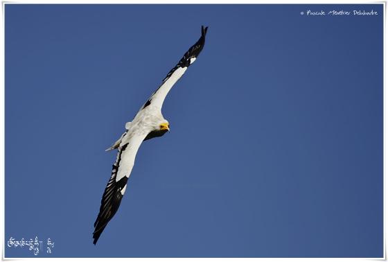Vautour percnoptère - Neophron percnopterus - Egyptian Vulture