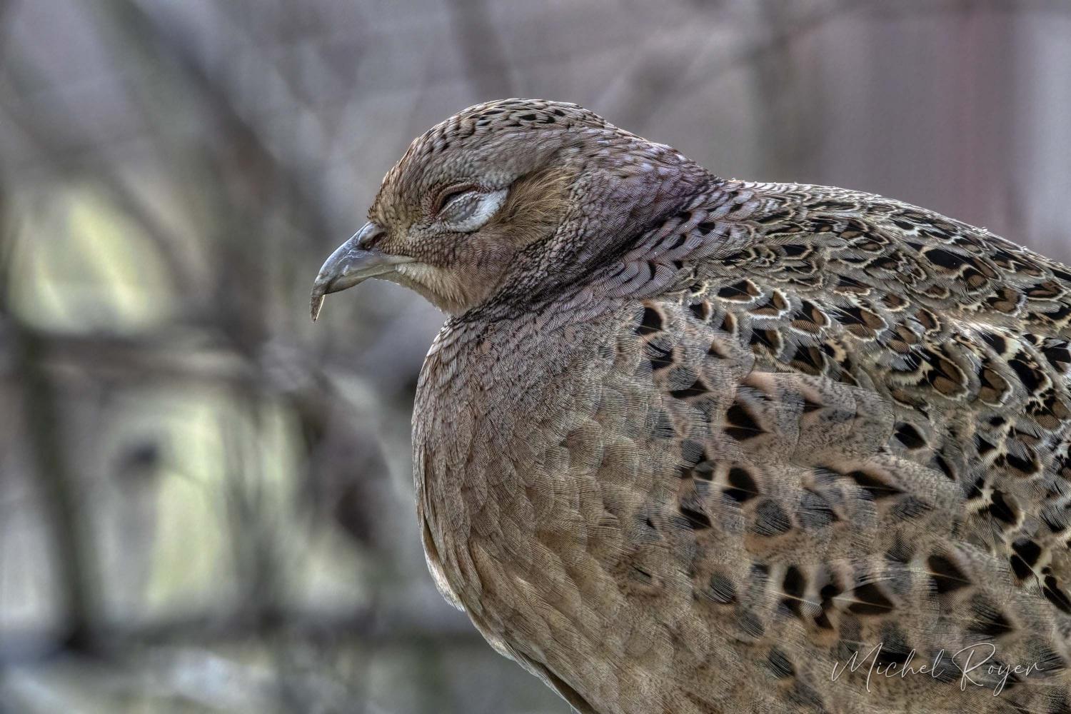 Poule faisane égarée