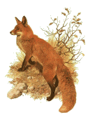 renard_018