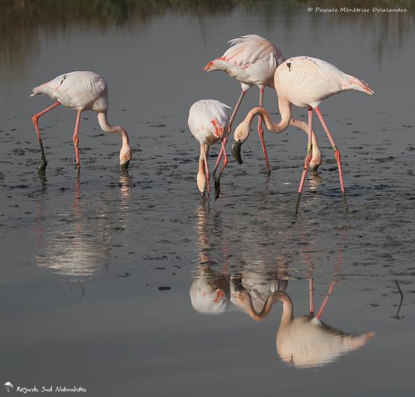 Flamants roses en patouille dans la vase...