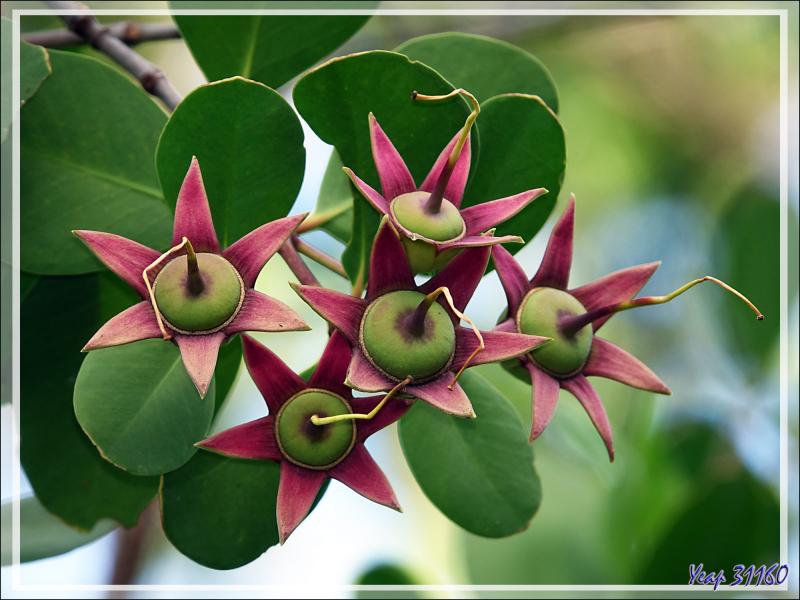 Palétuvier Soleil blanc (Sonneratia alba) - Petite mangrove à Sakatia Lodge - Nosy Sakatia - Madagascar