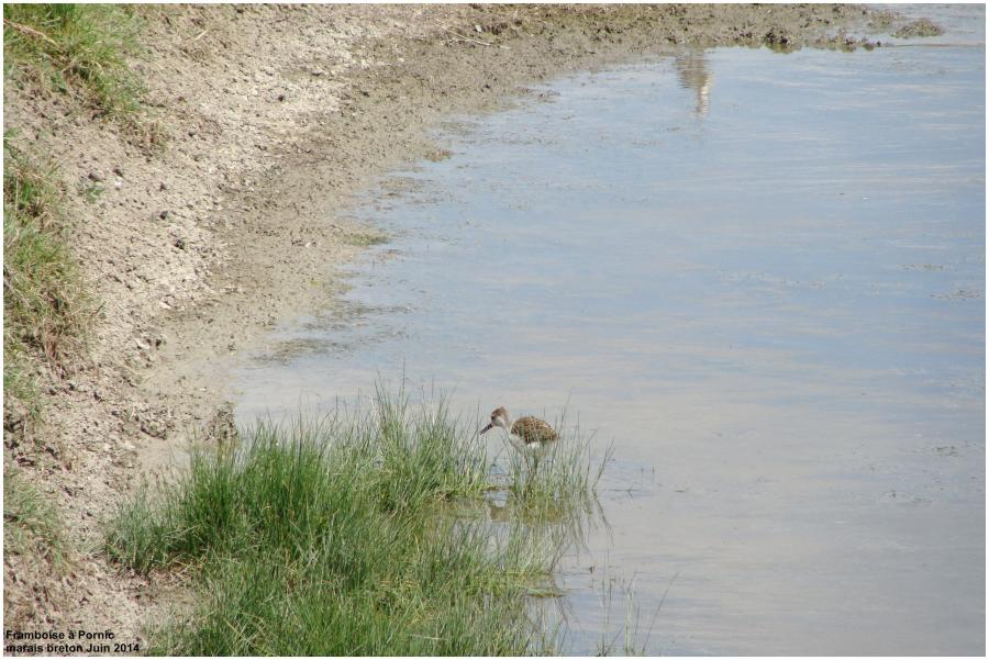 Naissance dans les marais 
