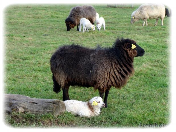 Le mouton des landes de Bretagne