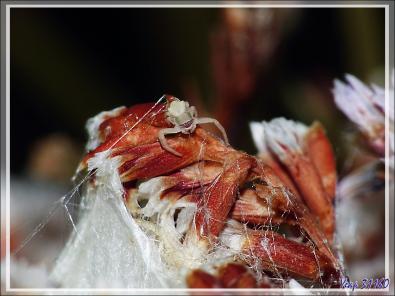 Araignée crabe Thomise enflée (Thomisus onustus) - Originaire de La Couarde - Île de Ré - 17