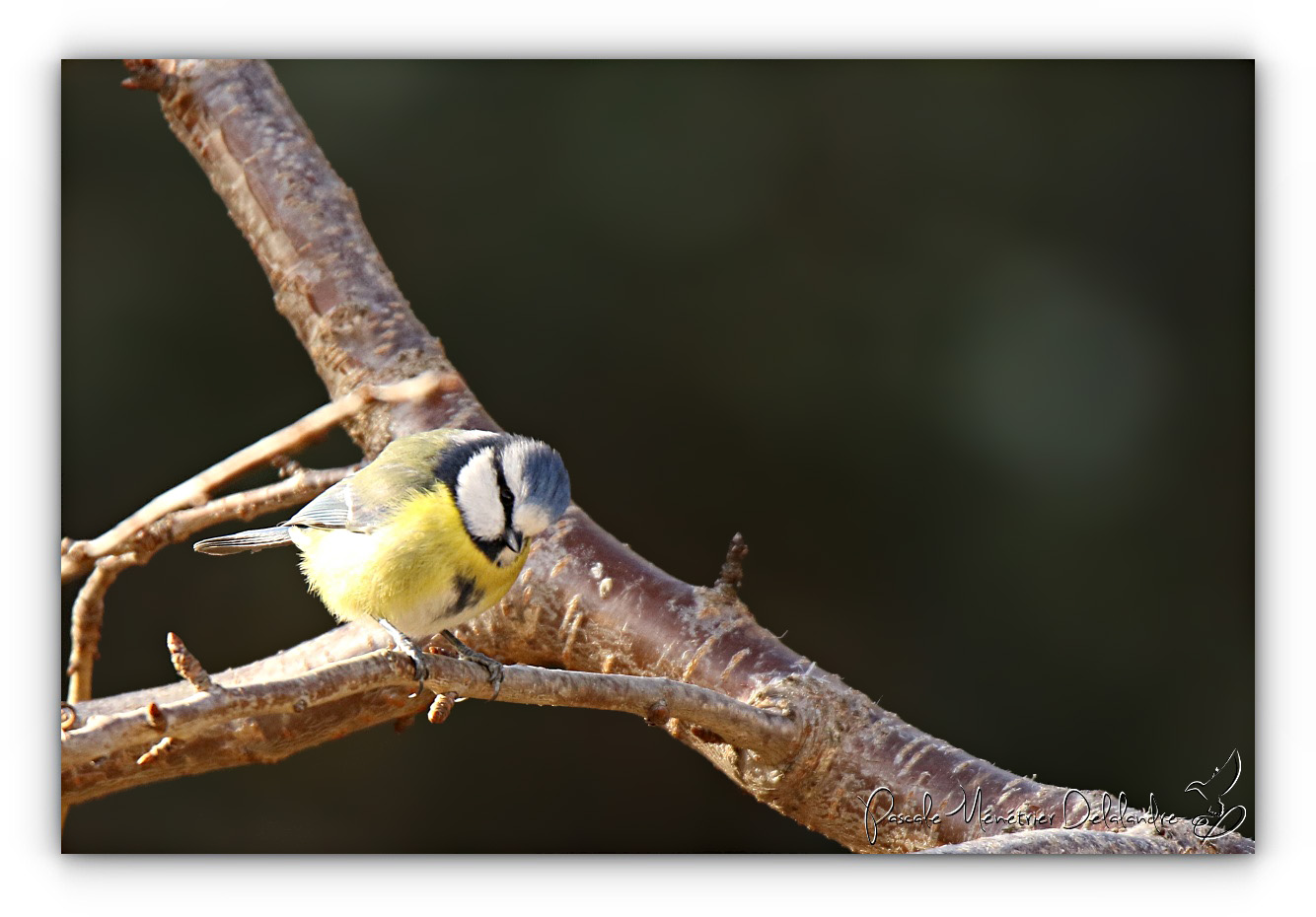 Les petites bleues