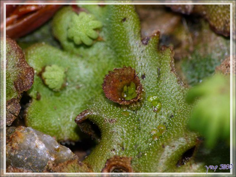 Macro sur une Hépatique à thalle (Marchantia polymorpha L.) - Lartigau - Milhas - 31