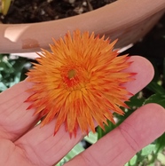 foire aux plantes organisée par le jardin exotique de Roscoff