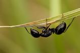 Hymenoptera formicidae