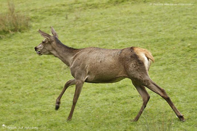 Biche élaphe en plein défoulement...