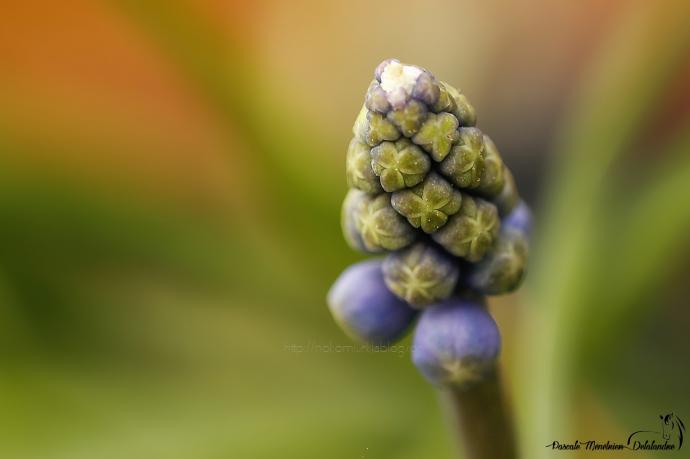 Muscari