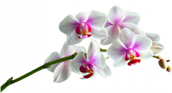 Orchidées 