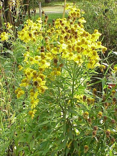 Fleurs cultivées : Hélénie