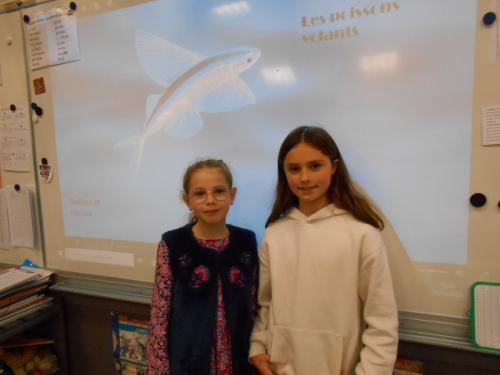 Exposé sur le poisson volant