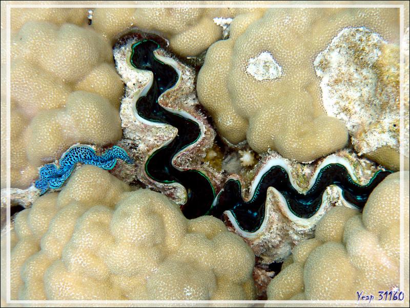 Trio de bénitiers enchâssés dans du corail - Atoll de Fakarava - Tuamotu - Polynésie française