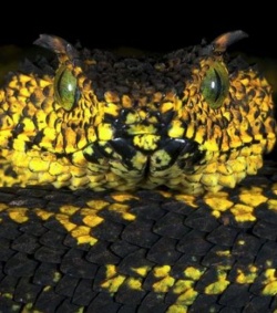 Nouvelles espèces sur terre