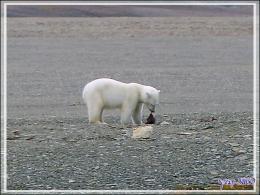 Vers 14 heures, enfin je pars en Zodiac vers l'ours, il n'a pas bougé d'un poil et mange toujours - Creswell Bay - Somerset Island - Nunavut - Canada