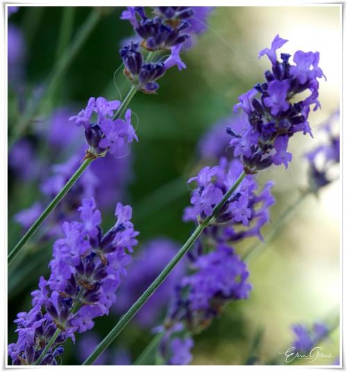 Dans l'intimité des fleurs