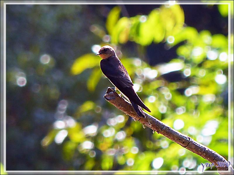 Hirondelle à gorge rousse, Southern Rough-winged Swallow (Stelgidopteryx ruficollis) - Inkaterra Hacienda Concepcion - Puerto Maldonado - Pérou