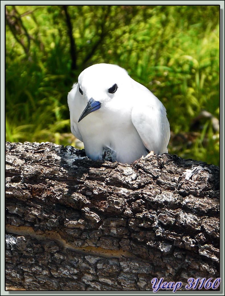Sterne Gygis (Gygis alba) - Ile aux Oiseaux : Motu Puarua - Tikehau - Tuamotu - Polynésie française