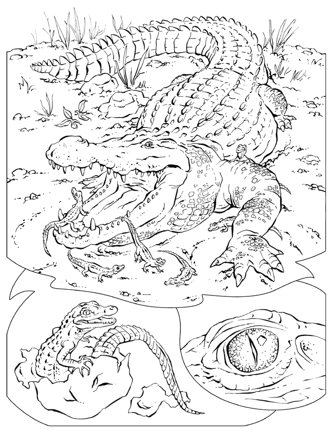 crocodile
