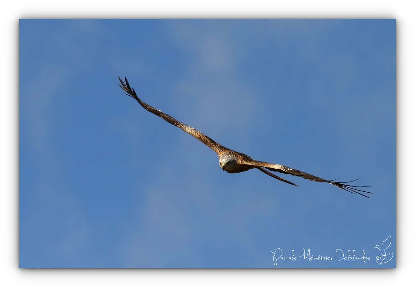 Les Royaux dans le ciel des Pyrénées-Atlantiques