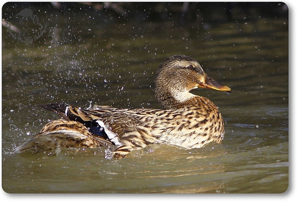 Canard colvert femelle - Anas platyrhynchos