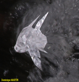 LES EMANANTS ANIMAUX 2