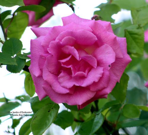 'Zéphirine Drouhin'