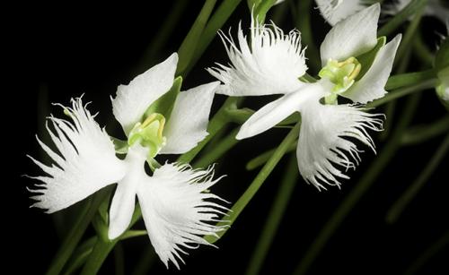 ღ꧁ღ╭⊱ꕥ Des  Fleurs Rares  ꕥ⊱╮ღ꧂