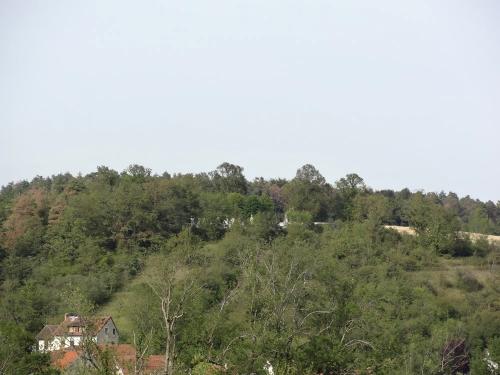 Une belle balade à Chaumont le bois et Vannaire, guidée par Anne Bouhélier